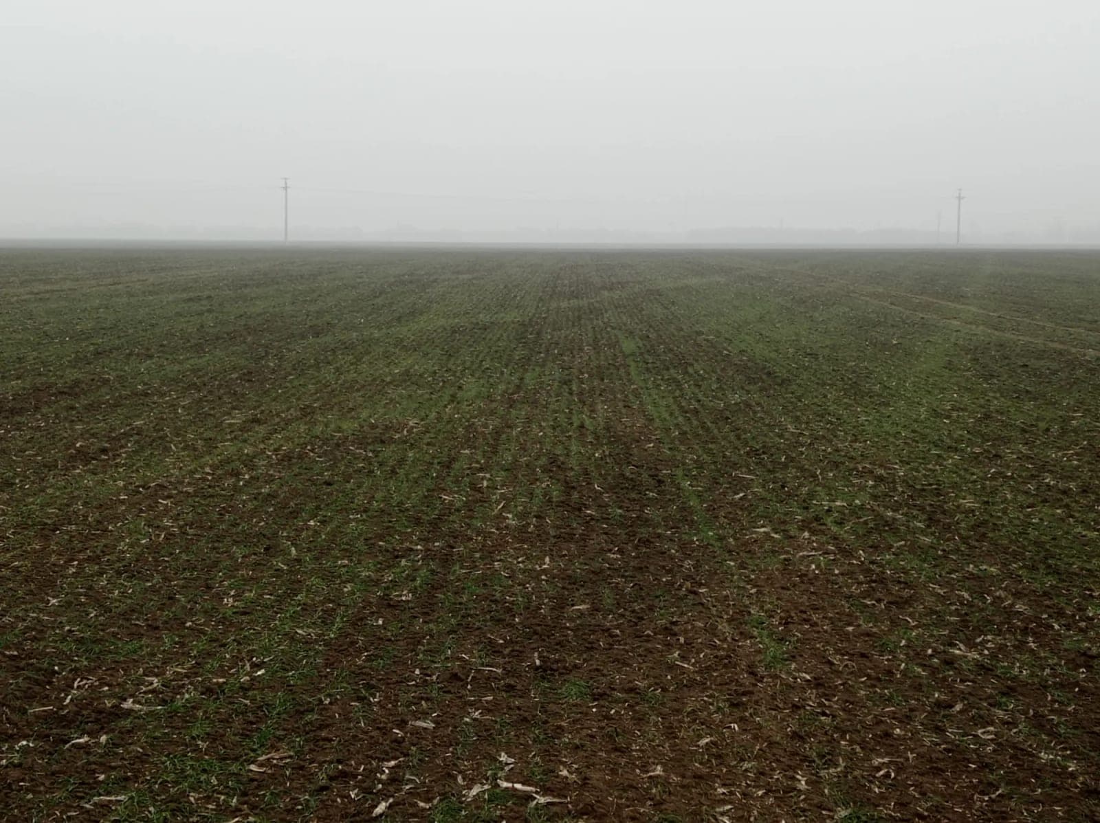 Frissen kelt őszi kalászos tábla ködös reggelen