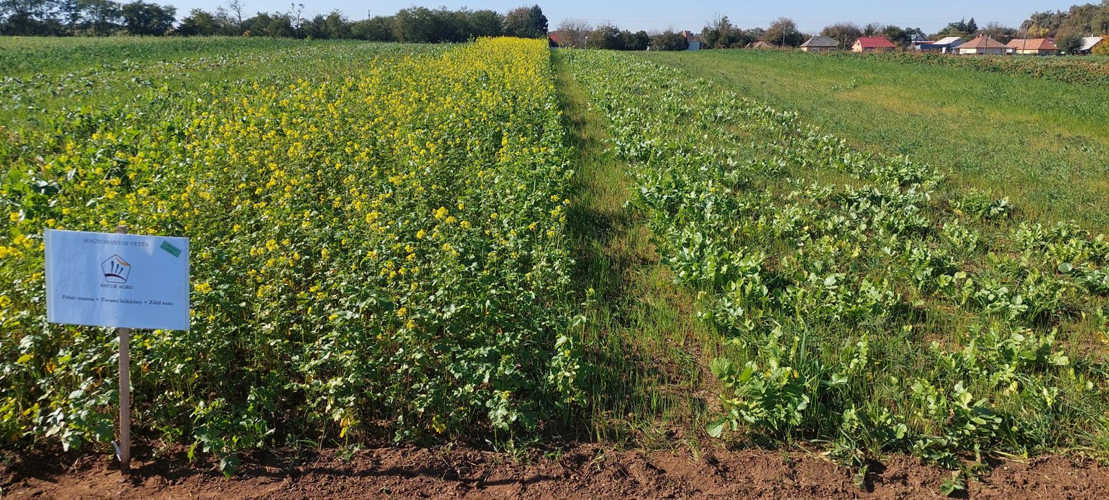 Natur Agro Mix 1 takarónövény-állomány (hagyományos vetés) a nyíregyházi kísérletben