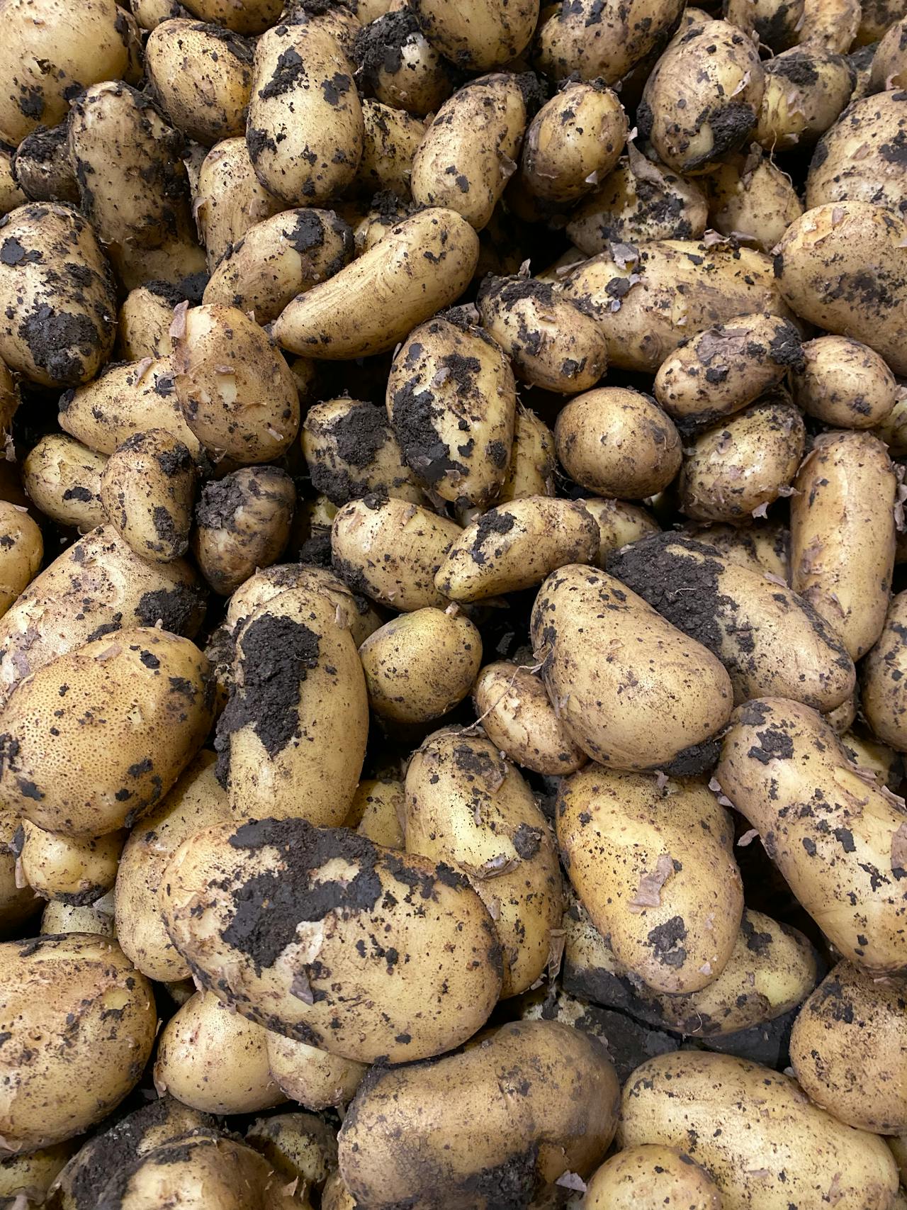 Burgonya