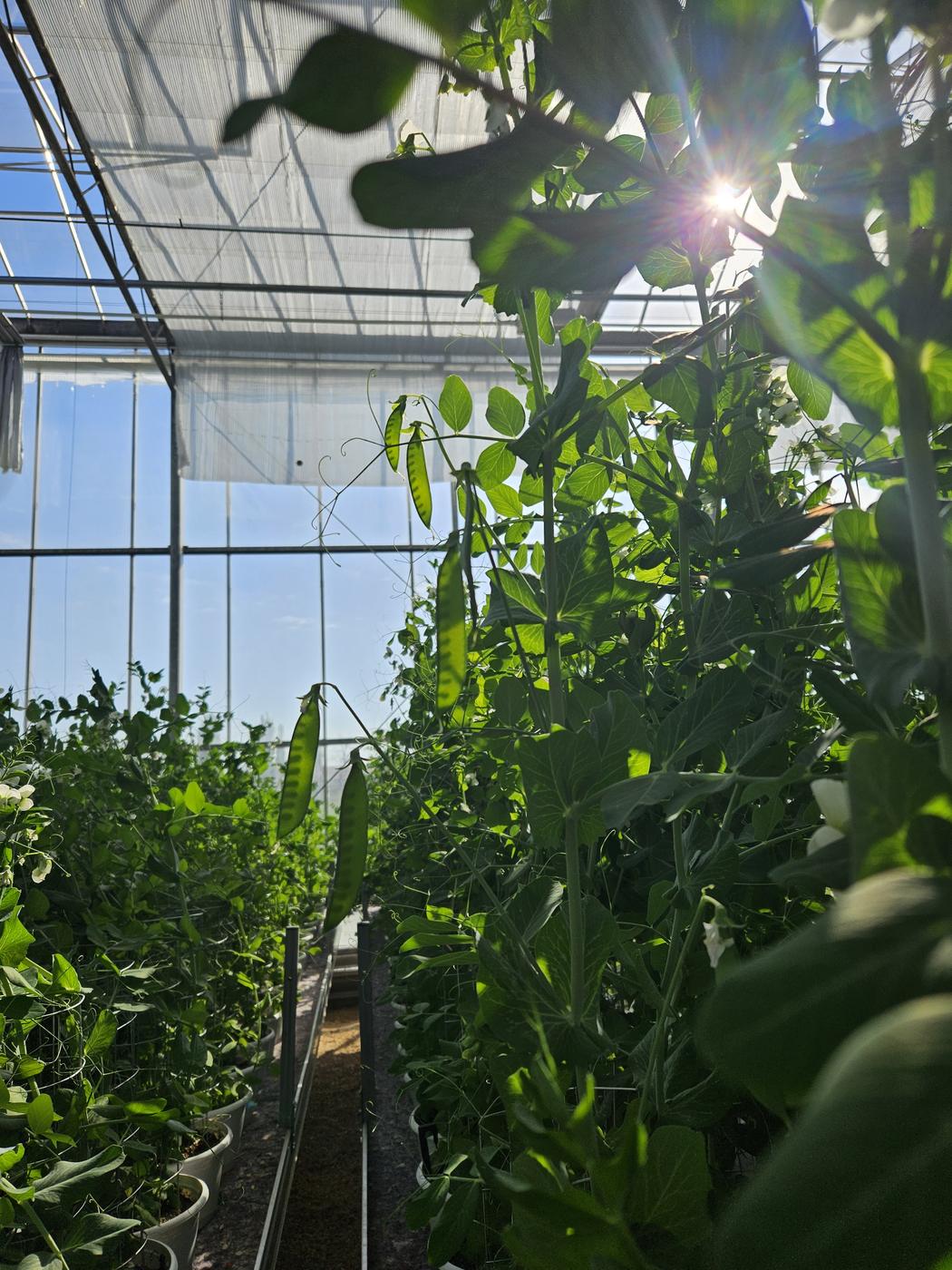 Borsóállomány hüvelyekkel a Natur Agro üvegházi kísérletében, 2026 tavaszán